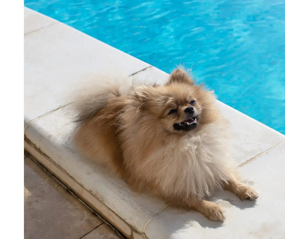 A brown Pomeranian sits by the edge of a pool and looks up at the camera