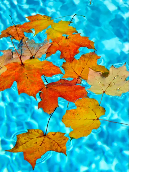 Photo of a bunch of leaves floating on the pool's surface.